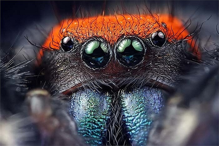 Sách kỉ lục Guinness ghi nhận nọc độc của chúng độc nhất trong tất cả các loài nhện, chỉ với một vết cắn nhỏ loài nhện này sẽ cướp đi sinh mạng của 1 người trưởng thành