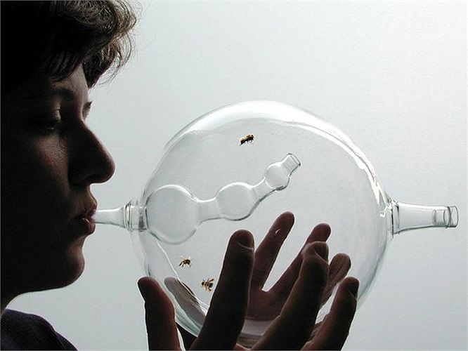 Mỗi con ong sẽ nhớ bài học của mình trong suốt 6 tháng cuộc đời nếu vẫn được uống nước đường. 