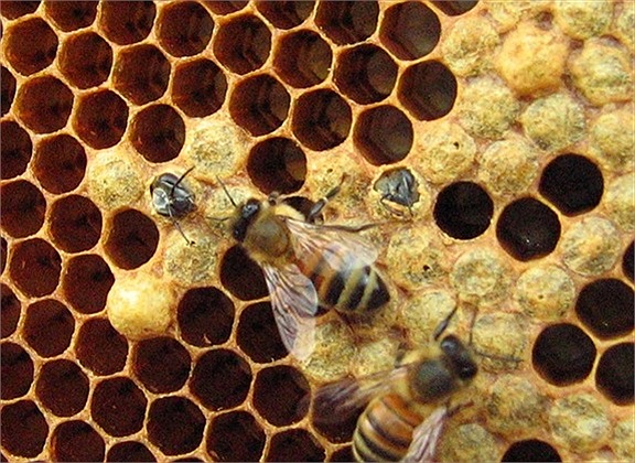 Những con ong mật này có thể chẩn đoán tốt bệnh lao phổi, ung thư da và tuyến tụy. Ngoài ra, người ta còn dùng chúng phát hiện bom hiệu quả hơn chó nghiệp vụ trong hoạt động chống khủng bố. 