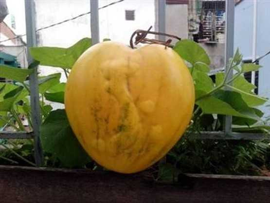 Dưa hấu có hình bản đồ Việt Nam.