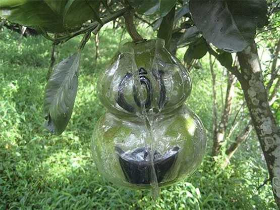  Bưởi hồ lô mẫu mới giá bán sẽ cao gấp 2 lần so với bưởi hồ lô mẫu cũ.