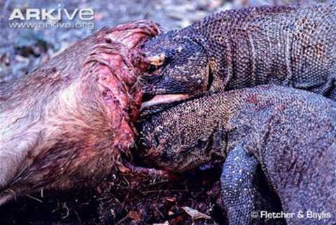 rồng Komodo săn mồi
