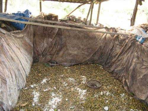 Những chiếc hố được che chắn sơ sài.