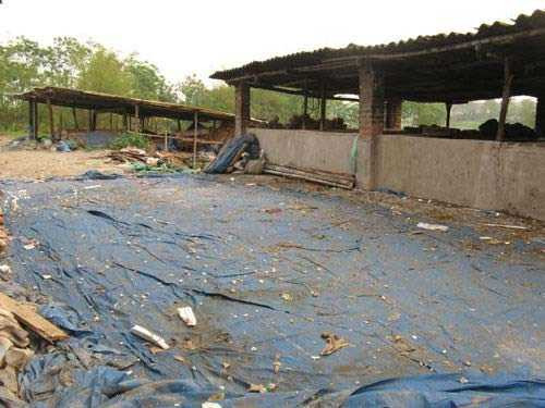 Sau khoảng 10 ngày, người ta vớt nguyên liệu làm ô mai lên đây.