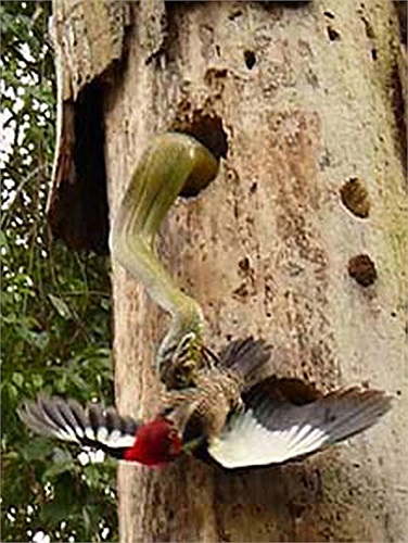 Một con rắn chui từ thân cây đớp chim