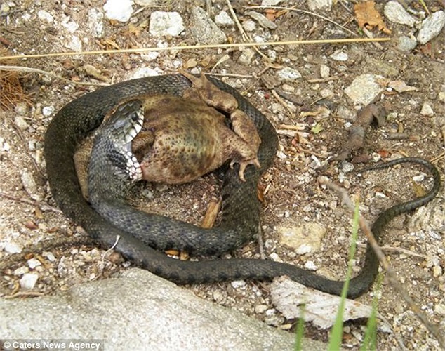 Một con rắn cố nuốt chửng con cóc to lớn