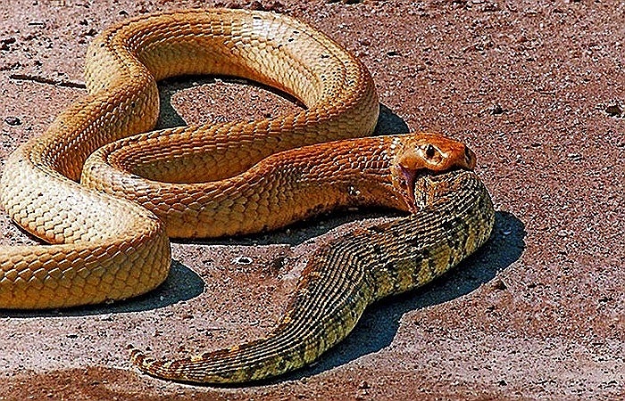 Một con rắn ăn thịt cả đồng loại của nó khi đói