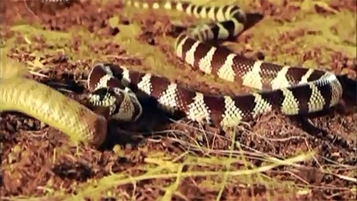 Một con rắn đang ăn thịt đồng loại của mình