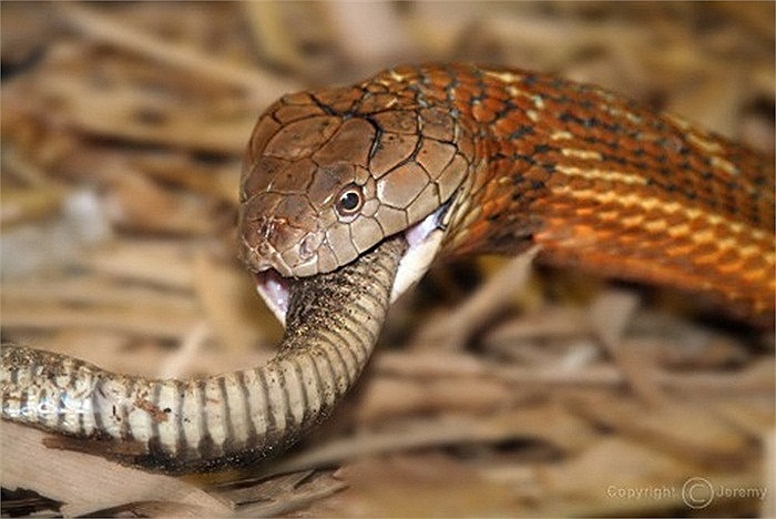 Con rắn nuốt chửng đồng loại nhỏ bé hơn mình