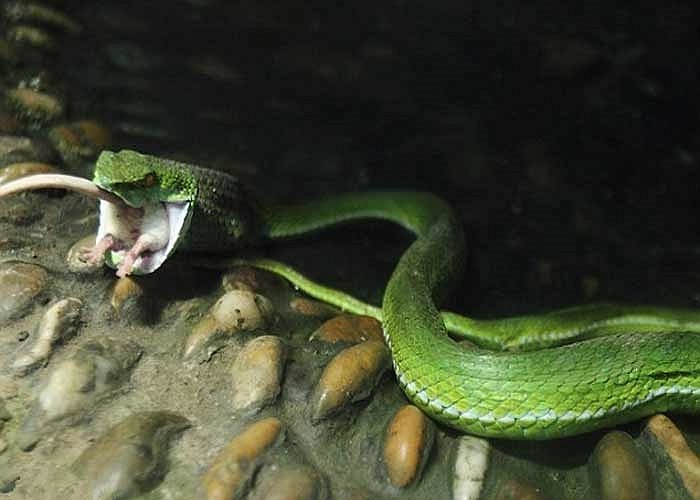 Rắn dễ dàng nuốt chửng một con chuột bạch