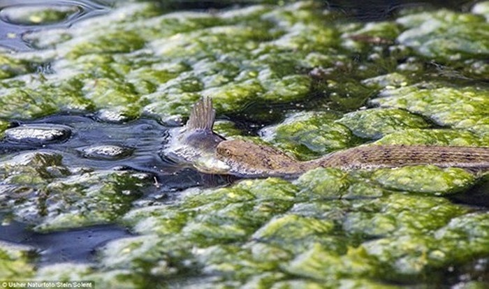 Nó rình rập săn cá ở dưới nước