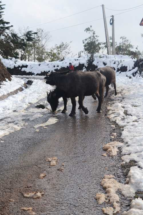 Đưa đàn trâu đi tránh rét. Ảnh: Báo Lào Cai