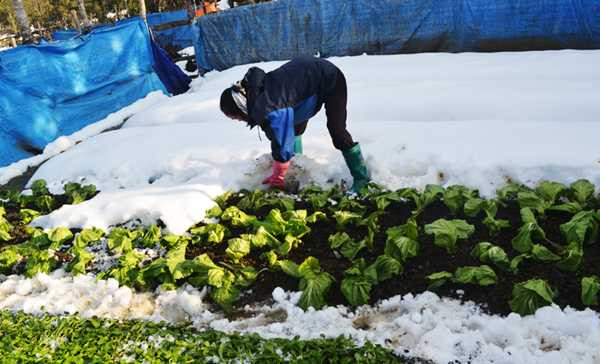 Người dân cố cứu những luống rau còn lại. Ảnh: Báo Lào Cai