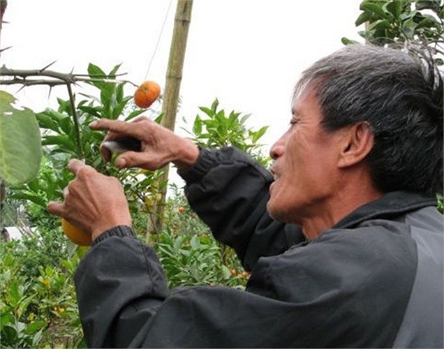 Xuất phát từ ý tưởng mâm ngũ quả bày lên ban thờ tổ tiên ngày Tết, ông Lê Đức Giáp ở thôn Bãi, xã Cao Viên, Thanh Oai, Hà Nội đã mày mò sáng tạo nên một cây có 5 loại quả khác nhau. Đó là các loại quả phật thủ, bưởi, quýt, cam, quất. 