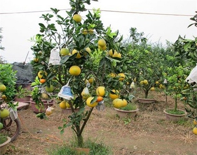 Điều đặc biệt, năm nay ông còn ghép thêm chanh đào, bưởi đỏ 'hô biến' thành cây 'thất quả'. Không những thế, các cây 5 loại quả, 7 loại quả đều có thể nở hoa vào đúng ngày Tết, ra Tết cây lại vào quả. 
