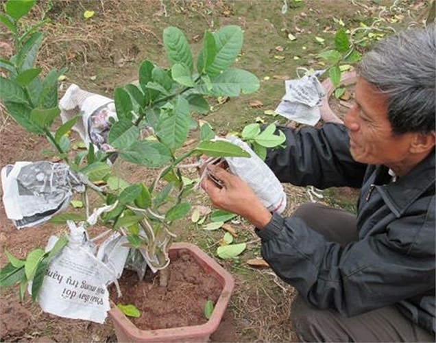 Cây phật thủ được khách đặt với giá một triệu đồng. 