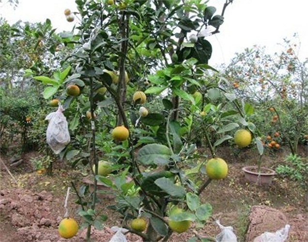 Cây có đủ 5 loại cành, một trong những cây ngũ quả có giá đắt nhất vườn ông Giáp. 