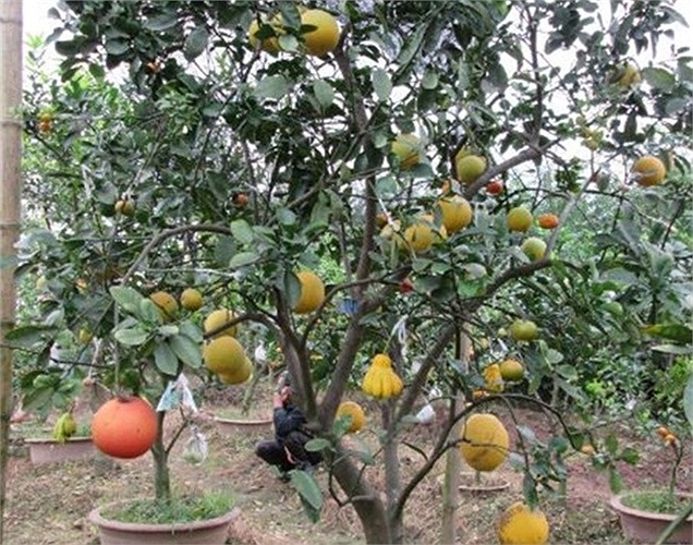 Độc đáo cây có bảy loại quả, giá vài chục triệu đồng. Cây ngũ quả đủ màu sắc, mang nhiều ý nghĩa trong dịp Tết đến xuân về.