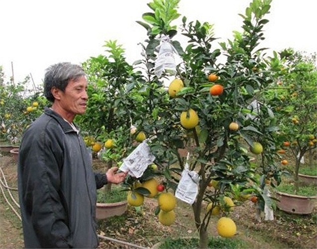 Giá cây này cũng không dưới 10 triệu đồng. 