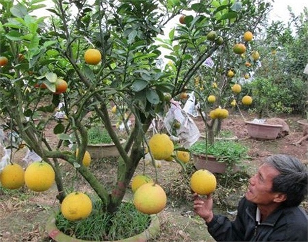 Cây được treo bảng đánh dấu là 'đã có chủ'. Hơn 30 cây đã được khách đặt mua. 