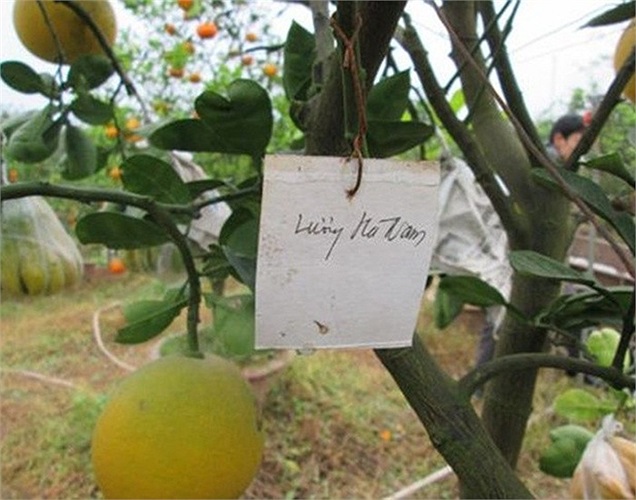 Mặc dù phải ghép nhiều loại quả nhưng ông chỉ phải tìm mua chanh đào, phật thủ, bưởi đỏ. Những loại quả khác thường là nhà trồng được và của bạn bè - những người được ông giúp đỡ - đến cho. 