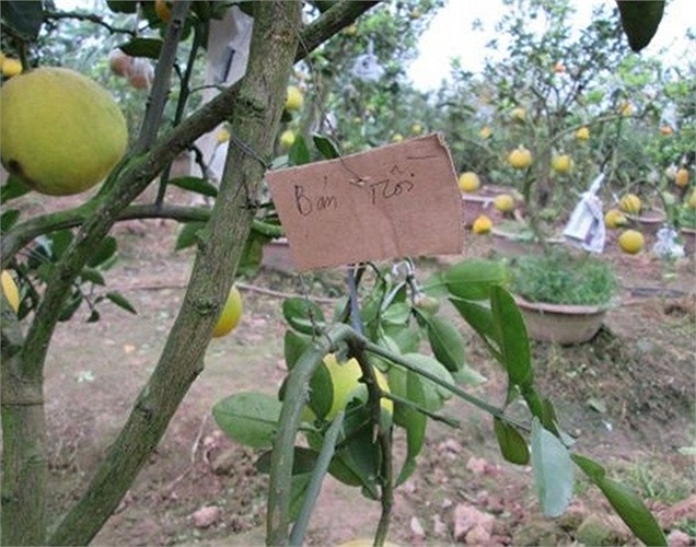 Để cây trông đẹp mắt, ông đã ghép thêm nhiều loại quả vào. Quả mới ghép sẽ được bọc báo để tránh ánh nắng chiếu vào. 