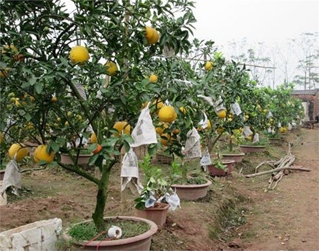 Sau một tuần có thể tháo lớp báo này đi. 