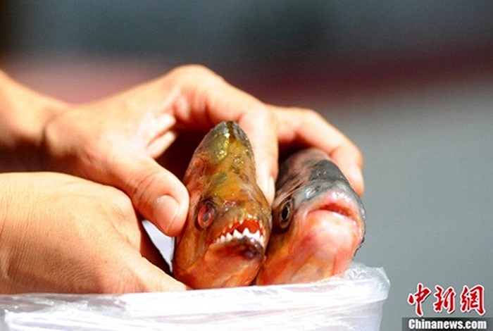 Ngày 12/10/2012, 2 ngư dân ở thành phố Cửu Giang, tỉnh Giang Tây, Trung Quốc đã vô tình bắt được hai con cá nhỏ nghi là cá ăn thịt người Piranha trong khi đi đánh bắt