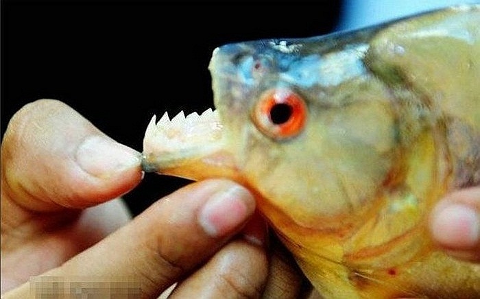 Cá hổ tấn công làm nhiều người bị thương nặng, trong đó có một bé gái 7 tuổi khiến cô bé mất một phần ngón tay 