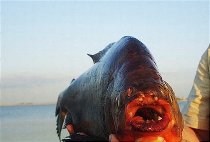 Loài cá Piranha sống trong nước có nhiệt độ 22 độ C đến 26 độ C