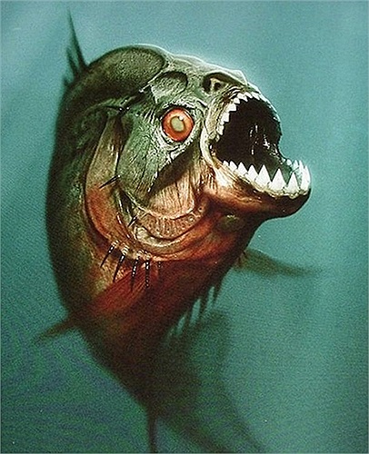 Piranha dài khoảng 17cm, độ tuổi trưởng thành là 15 đến 18 tháng