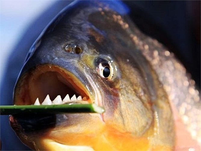 Đặc biệt khi nạn nhân bị chảy máu dưới nước càng thu hút loài cá này tấn công