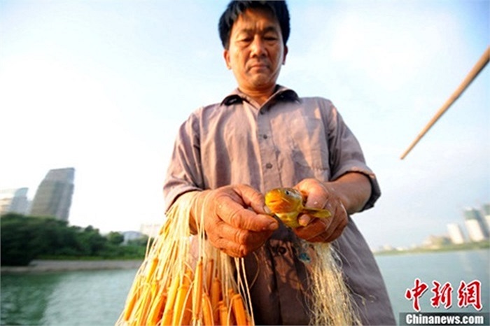 Thức ăn chủ yếu của piranha là cá nhỏ, tôm, cua và các loại côn trùng