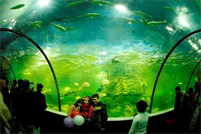 Đây là thuỷ cung có đường hầm đầu tiên tại Hà Nội, nơi hội tụ hàng ngàn loài sinh vật thủy sinh và bò sát, trong đó có những loài lần đầu xuất hiện tại Việt Nam như chim cánh cụt, cua nhện khổng lồ, rái cá, bò biển… 
