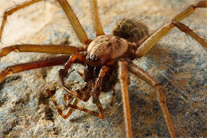 Nhện cái ăn thịt nhện đực để có được nguồn dinh dưỡng nuôi trứng sau khi thụ tinh là chuyện bình thường. Trường hợp ngược lại gặp ở loài Micaria sociablilis, nhện đực sẽ giết chết con cái to lớn hơn để có cơ hội giao phối với con khác. 