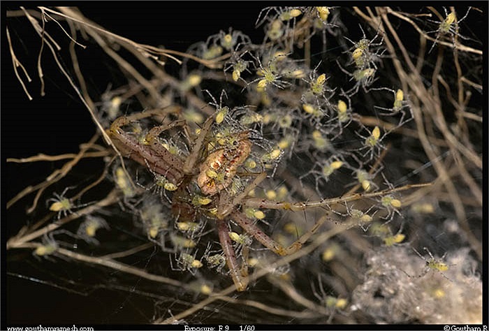 Với loài nhện Stegodyphus Lineatus, nhện mẹ tự hiến thân mình cho đám con mới nở để lớn lên mà không lo ngại những kẻ săn mồi to xác. Lũ nhện con sẵn sàng hút cạn dịch lỏng từ cơ thể mẹ đến chết. 