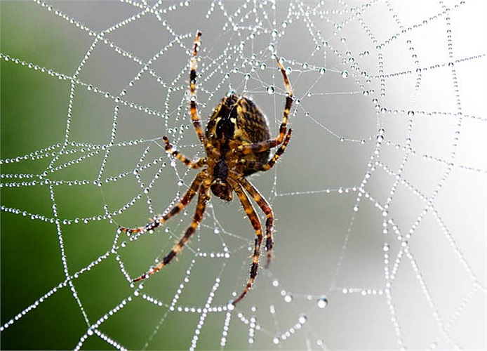 Mỗi con nhện tự chọn lựa vị trí đan mạng riêng cho mình và chúng không muốn chia sẻ cho những con khác. Những kẻ mới đến sẽ tự lẩn tránh chủ nhân của cái mạng hoặc tự dấn thân vào một cuộc chiến sinh tử.