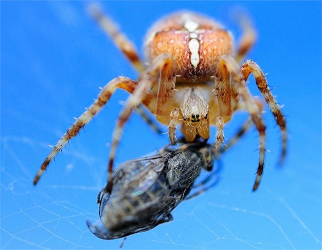 Một khi muốn tạo ấn tượng với con cái, nhện đực còn nghĩ ra cách tặng quà mua chuộc. Thường là một con côn trùng đã chết. Chúng còn quấn món quà lên người để được con cái chú ý. 