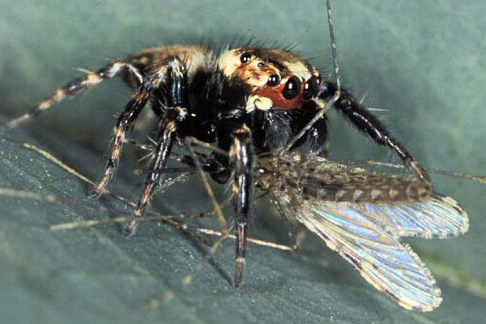 Nhện ma cà rồng Evarcha culicivora rất nhạy cảm với mùi, bao gồm cả tất bẩn. Khả năng này giúp chúng đánh hơi những con muỗi đã hút được máu người để tấn công. Món ăn ưa thích của chúng chính là máu người nhưng chỉ ăn gián tiếp qua loài muỗi.