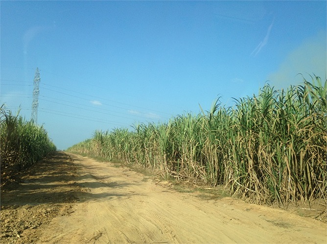 Hiện nay, tại Attapeu, bầu Đức có khoảng 10.000 ha mía. Cây mía ở đây phát triển tốt và cho năng suất cao. 