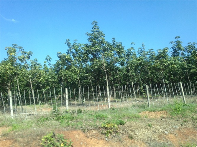 Bên cạnh diện tích trồng mía, tại Attapeu, Hoàng Anh Gia Lai trồng gần 50.000 ha cao và cọ dầu