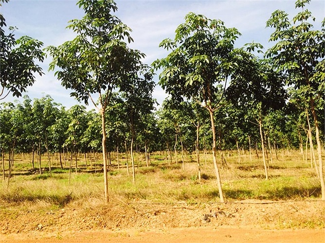 Thường khi trồng cao su, người ta chỉ đào hố sâu đến 60cm. Tuy nhiên, ở đây hố được khoan sâu tới 1,2m. Hố sâu, rễ cây sẽ ăn sâu, hấp thụ tốt chất dinh dưỡng và lại còn được tưới nước suốt trong những tháng mùa khô. 