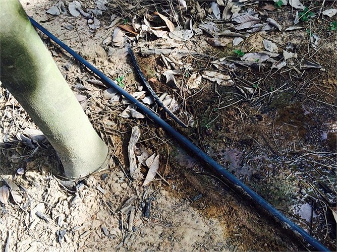 Những cánh rừng cao su bạt ngàn quanh năm xanh lá do được tưới bằng công nghệ tưới nhỏ giọt bù áp Israel nên cho mủ quanh năm.