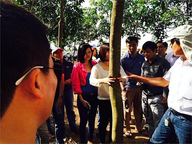 Cây cao su ở đây chỉ 4,5- 5 năm là có thể khai thác. Bình quân 1ha cao su khoảng 500 cây, cạo mủ theo công thức 3D (3 ngày cạo một nhát), năng suất của cao su Hoàng Anh Attapeu đạt 3 tấn/ha.