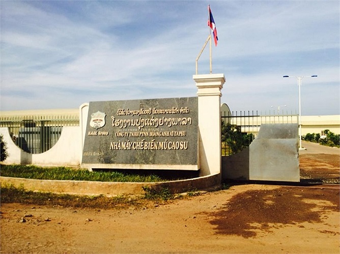 Nhà máy chế biến mủ cao su Hoàng Anh – Attapeu với diện tích 5 ha, công suất 25.000 tấn/năm, sản phẩm chính là cao su mủ khối SVR10. Tổng giá trị đầu tư xây dựng nhà máy là 9 triệu USD. Cũng như nhà máy mía đường, nhà máy chế biến mủ cao su của bầu Đức được đặt ngay cạnh vùng nguyên liệu