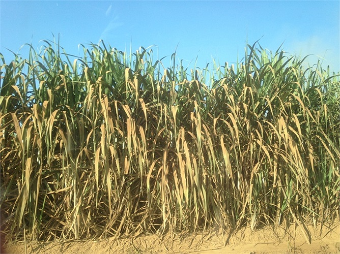 Sau nhiều thử nghiệm, bầu Đức chọn giống mía của Thái Lan. 