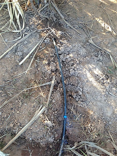 Với việc ứng dụng công nghệ tưới nhỏ giọt của Israel, mía có thể trồng ngay trong mùa khô, có trữ lượng đường lớn. Năng suất mía bình quân của Hoàng Anh Attapeu lên đến 120 tấn/ha trong khi năng suất bình quân của thế giới là 80-90 tấn/ha và tại Việt Nam là 64 tấn/ha. Trung bình lượng nước nhỏ giọt đều đặn 2 lít/ngày. 