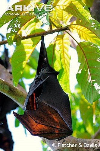  Với các kích thước này, chúng được coi là loài dơi lớn nhất thế giới.