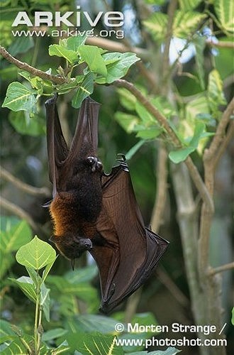 Chúng thường bị con người săn bắn để làm thuốc hoặc lấy thịt. Săn dơi cũng được coi là một môn thể thao ở một số khu vực.