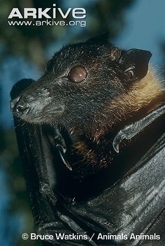  Do có phần đầu khá giống loài chó, loài dơi này còn được gọi là “cáo bay”.